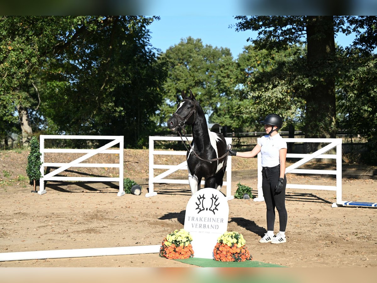 Trakehner Hengst 3 Jaar 162 cm Gevlekt-paard in Brome