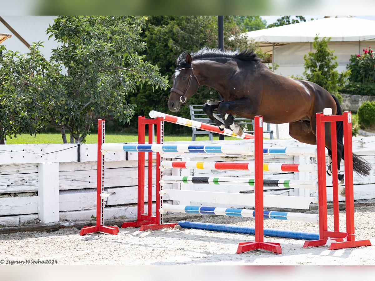 Trakehner Hengst 3 Jaar 165 cm Donkerbruin in &#1054;&#1087;&#1080;&#1094;&#1074;&#1077;&#1090; / Opicvet