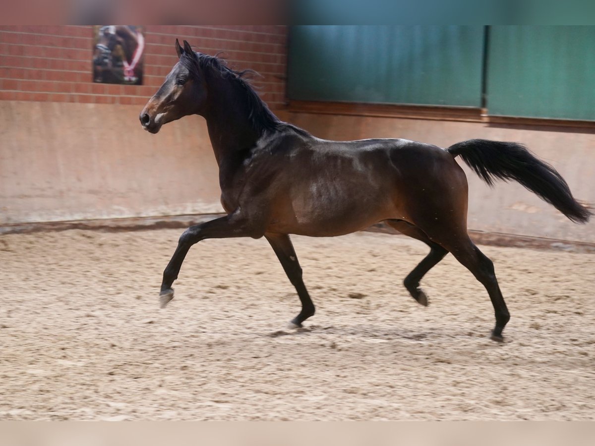 Trakehner Hengst 3 Jaar 167 cm Donkerbruin in Paderborn