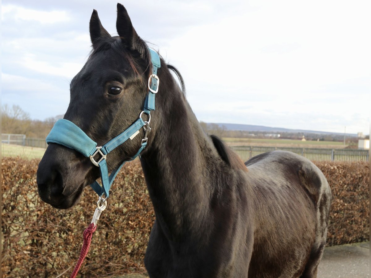 Trakehner Hengst 3 Jaar 168 cm Zwart in Gotha