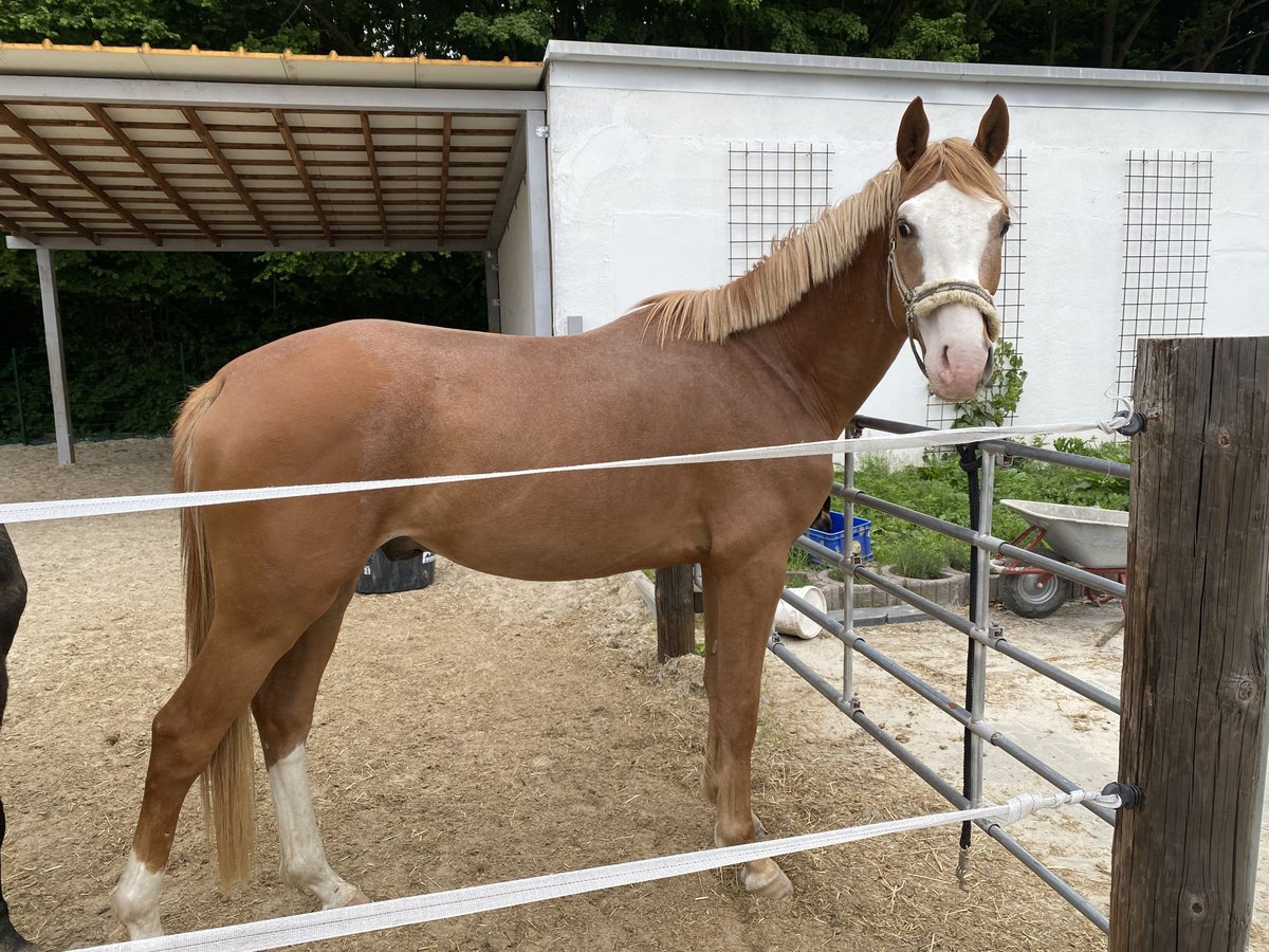 Trakehner Hengst 3 Jahre 161 cm Fuchs in Dortmund