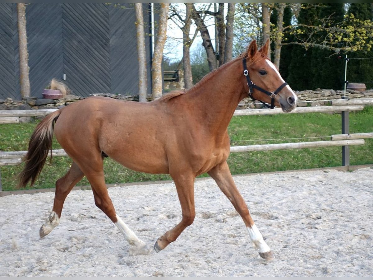 Trakehner Hengst 3 Jahre 164 cm Fuchs in Ruila