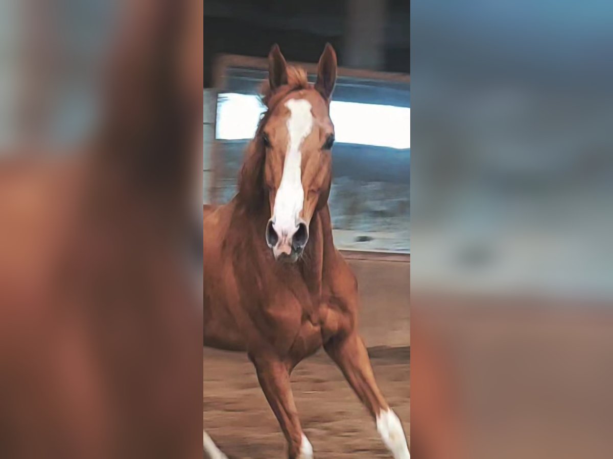 Trakehner Hengst 4 Jaar 165 cm Vos in Feldkirchen in K&#xE4;rnten