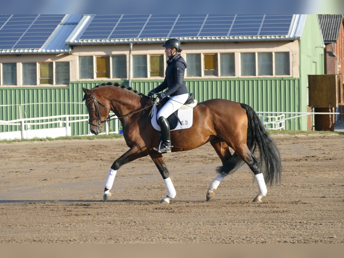 Trakehner Hengst 4 Jaar 169 cm Bruin in Ganschow