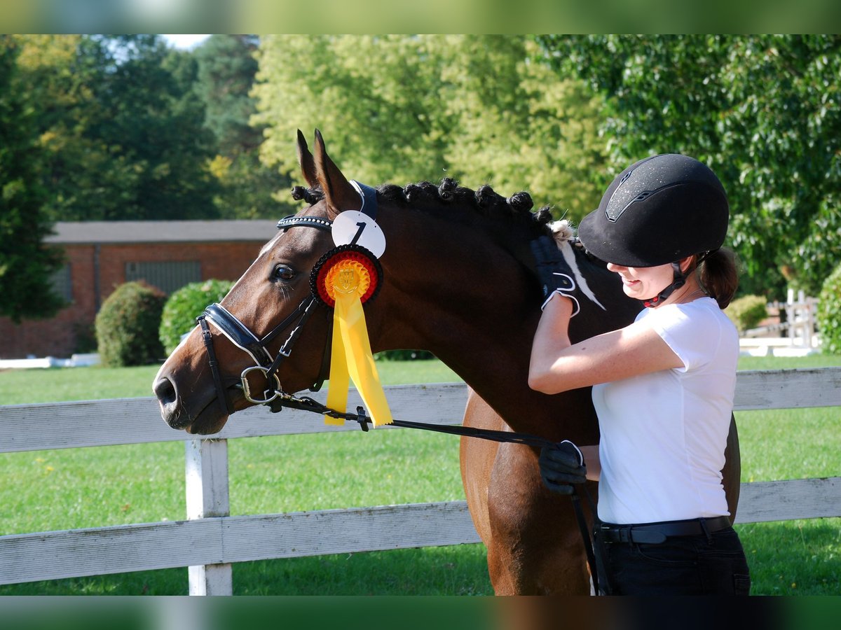 Trakehner Hengst 4 Jahre 163 cm Schecke in Dortmund