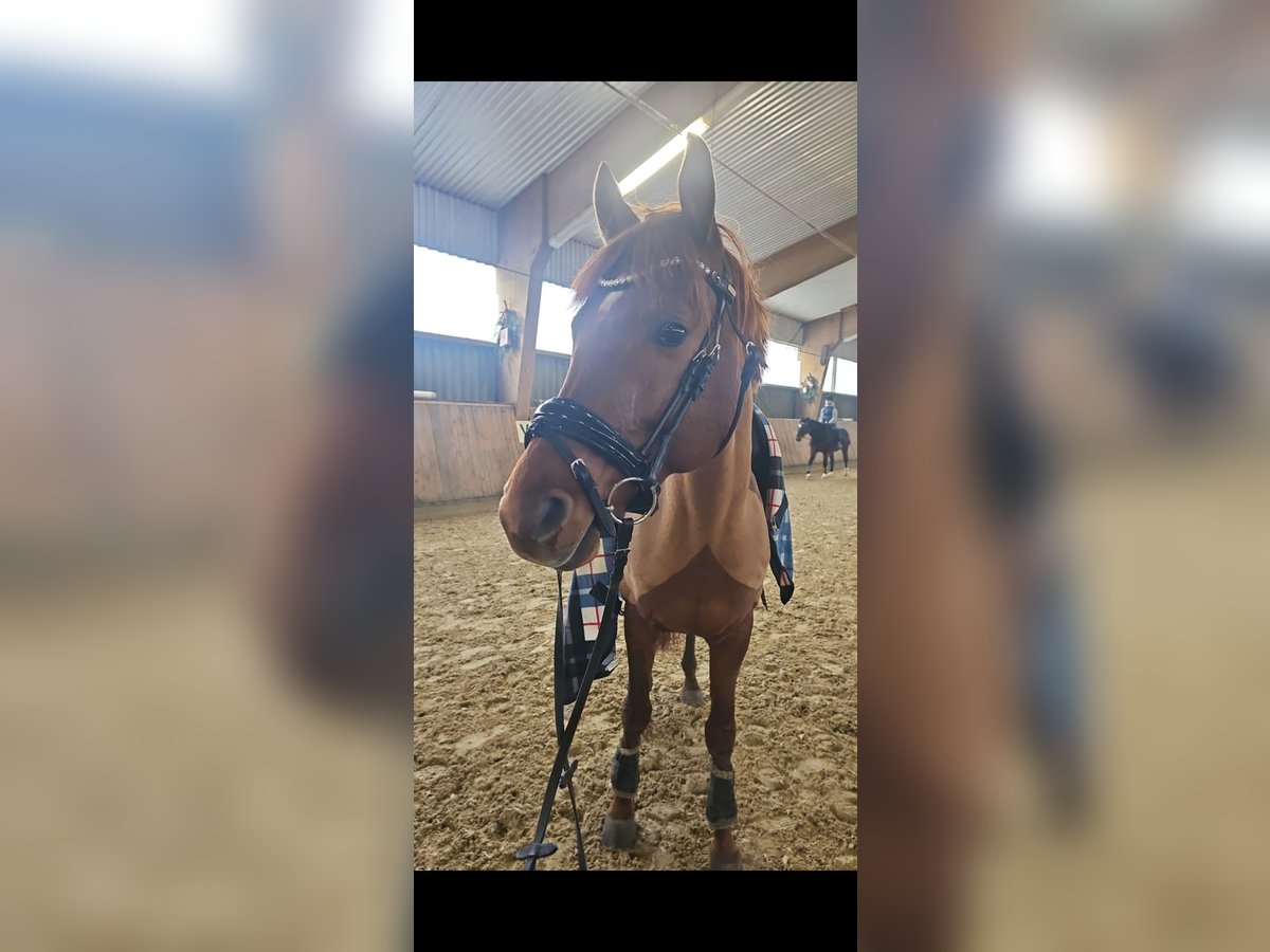 Trakehner Hengst 6 Jaar 165 cm Vos in Wuppertal