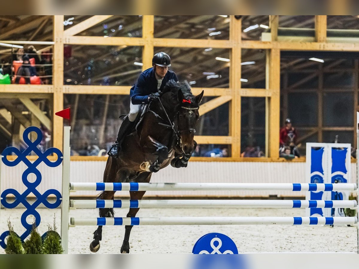 Trakehner Hengst 7 Jaar 168 cm Roodbruin in Pagegiu sav.