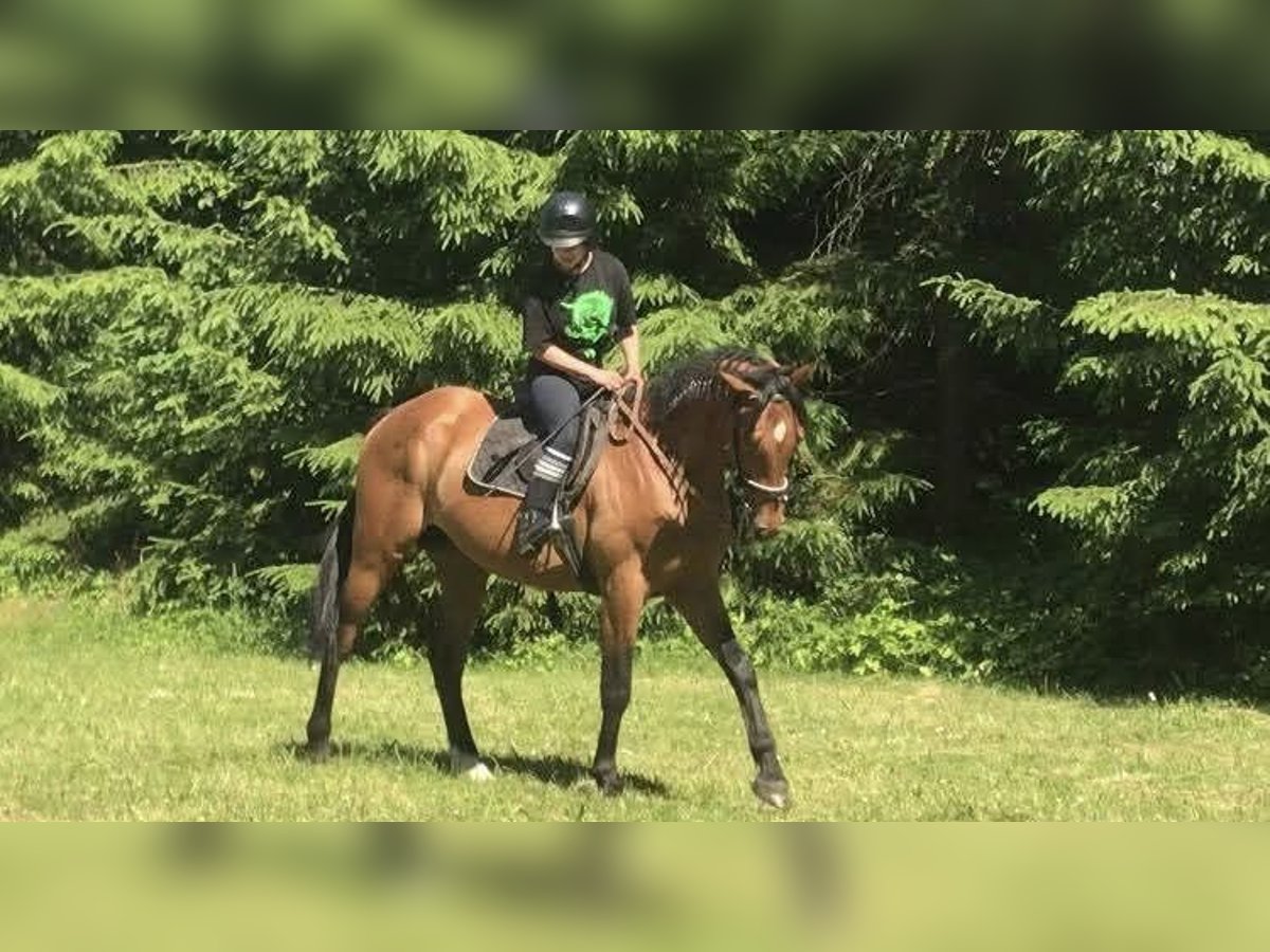 Trakehner Hengst 7 Jahre 165 cm Brauner in Nalikajmy
