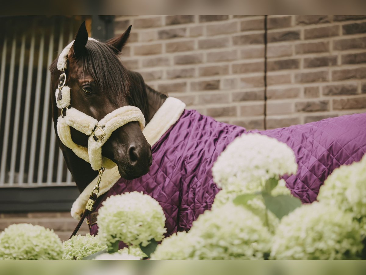 Trakehner Hengst 8 Jaar 171 cm Zwart in Dreieich