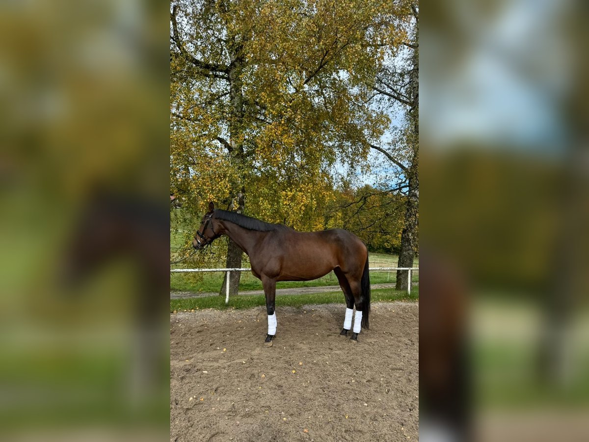 Trakehner Hengst 9 Jaar 168 cm Bruin in Sankt Johann