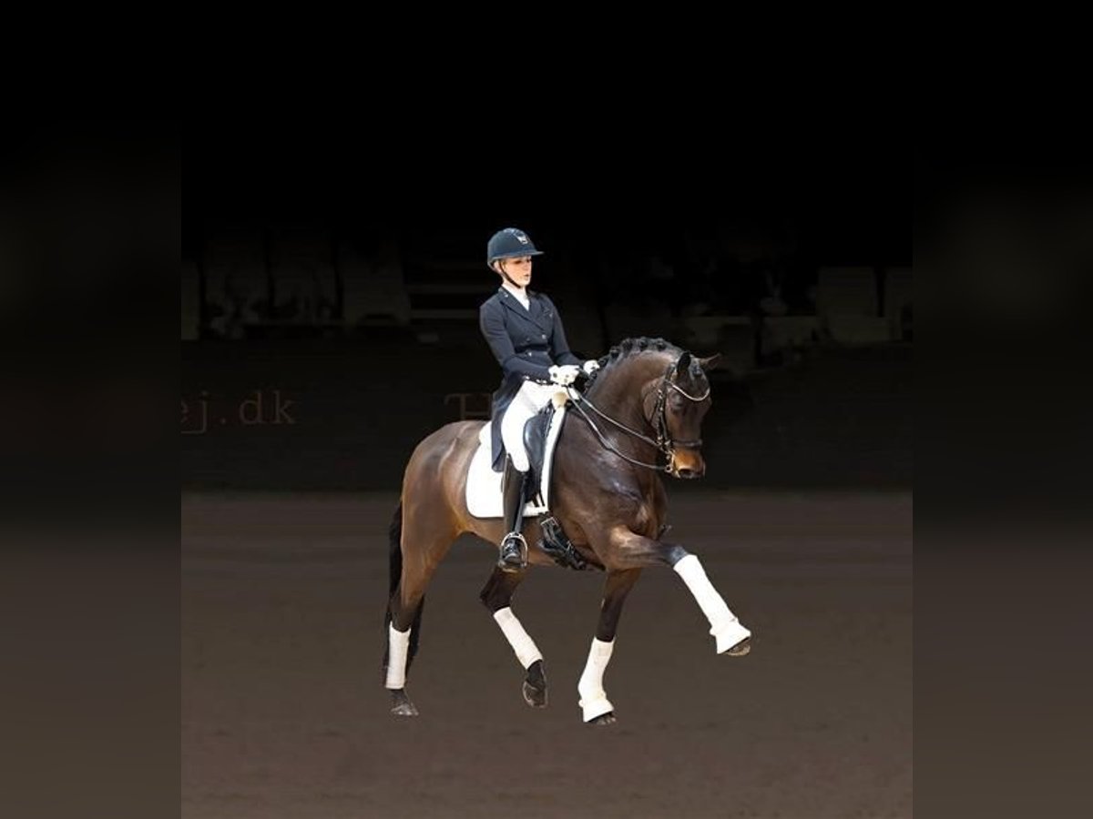 Trakehner Hengst Brauner in Asperup