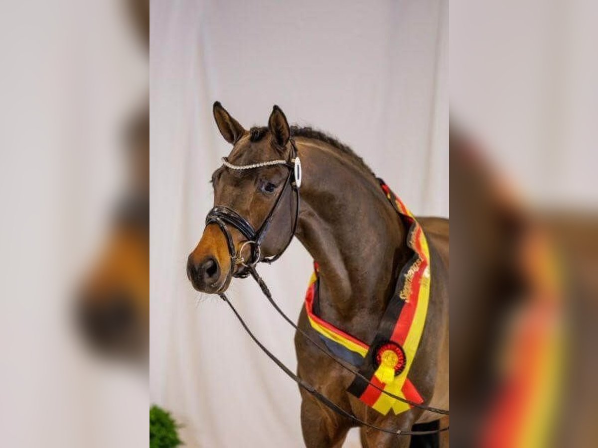 Trakehner Hengst Brauner in Pfarrkirchen