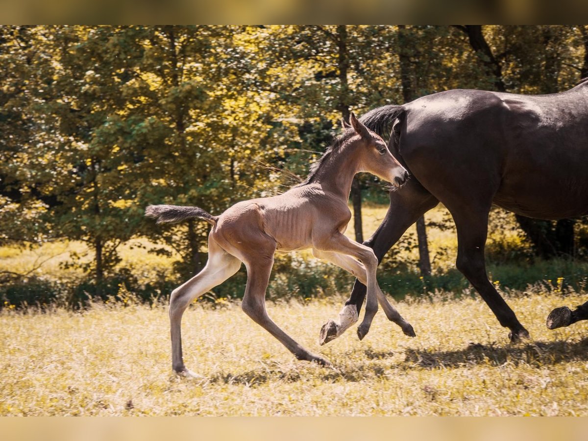 Trakehner Hengst  105 cm Dunkelbrauner in Walshausen