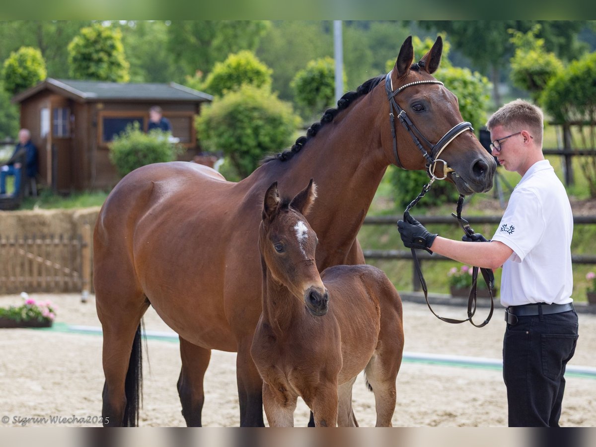 Trakehner Hengst  165 cm Brauner in Ruppichteroth