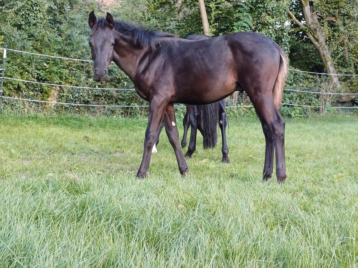 Trakehner Hengst  167 cm Rappe in Marienmünster