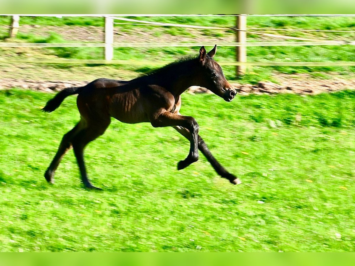 Trakehner Hengst  168 cm Dunkelbrauner in Neuberg