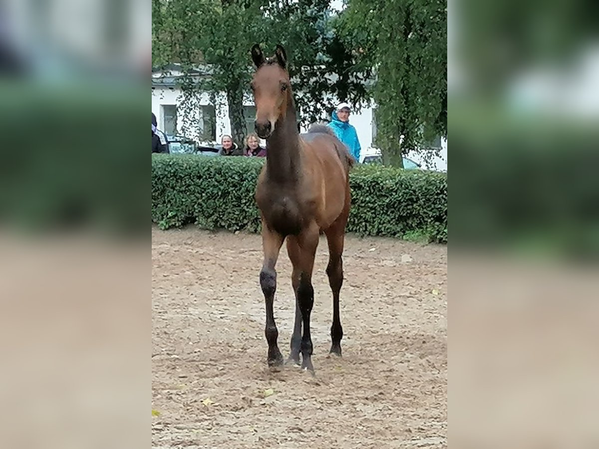 Trakehner Hengst Fohlen (03/2025) 169 cm Dunkelbrauner in Harsefeld