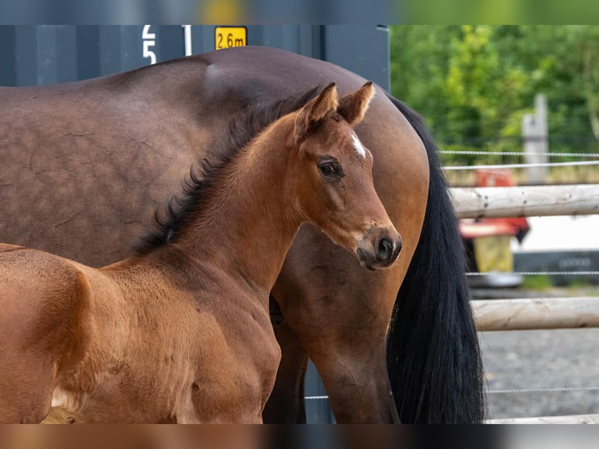Trakehner Hengst  169 cm Dunkelbrauner in Harsefeld