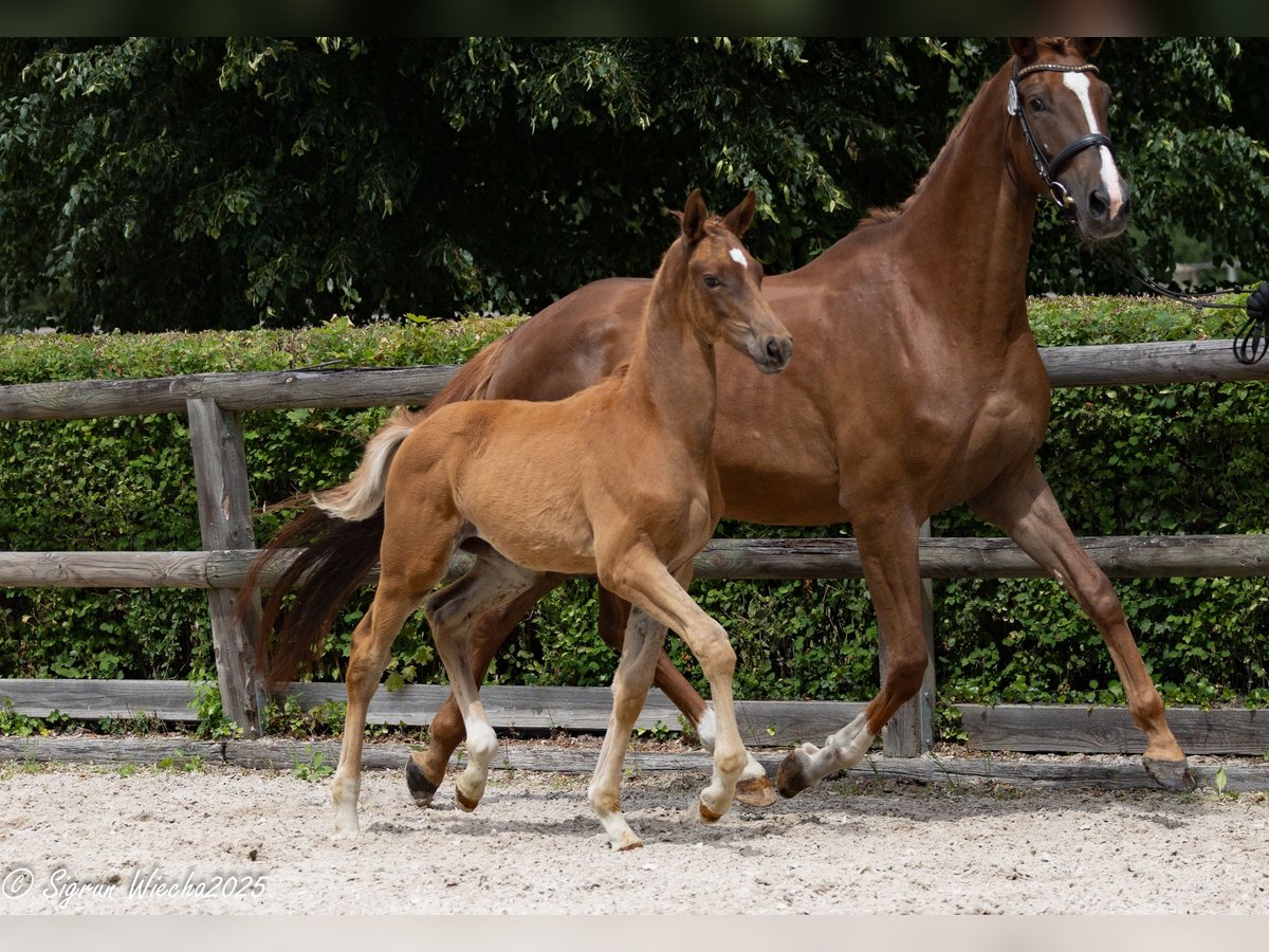 Trakehner Hengst Fohlen (03/2025) 169 cm Fuchs in Sperenberg