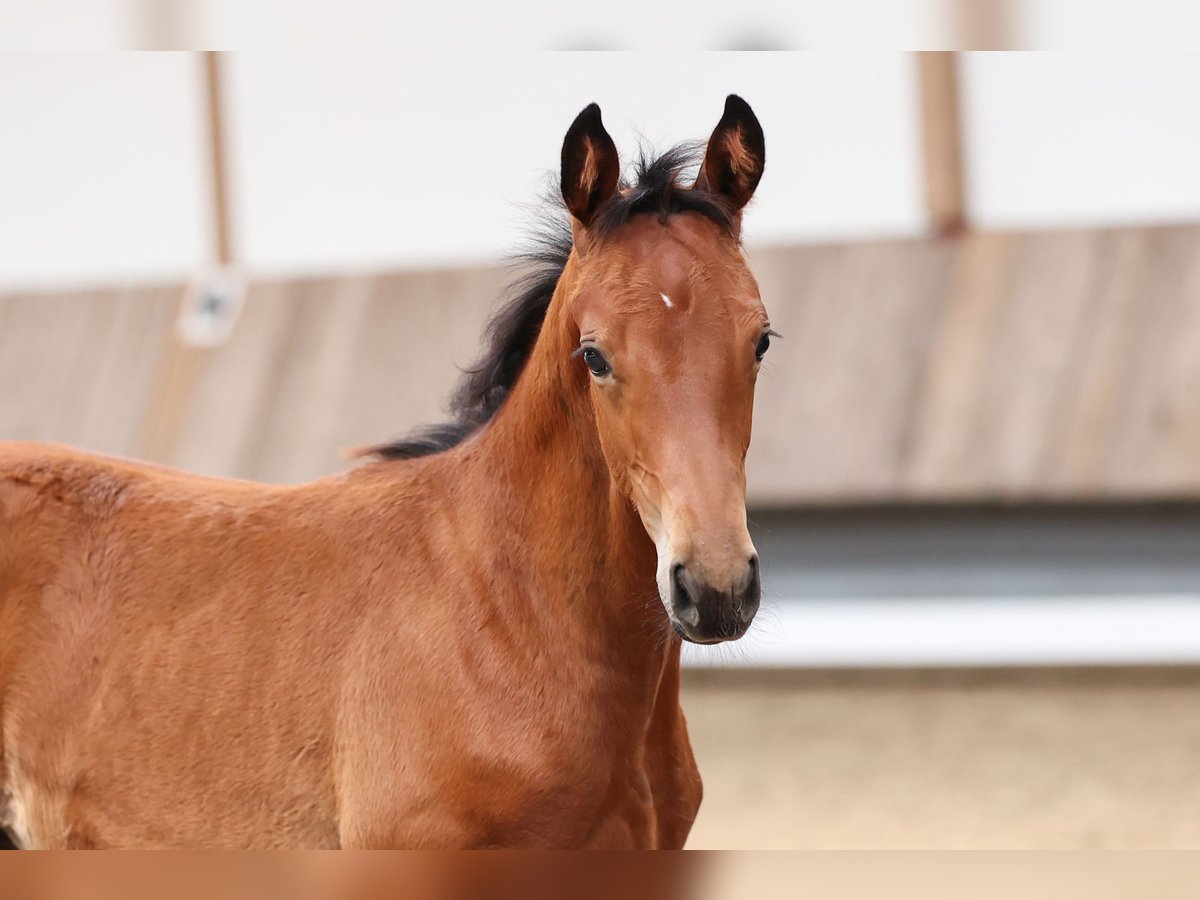 Trakehner Hengst Fohlen (04/2024) 170 cm Brauner in Gotha