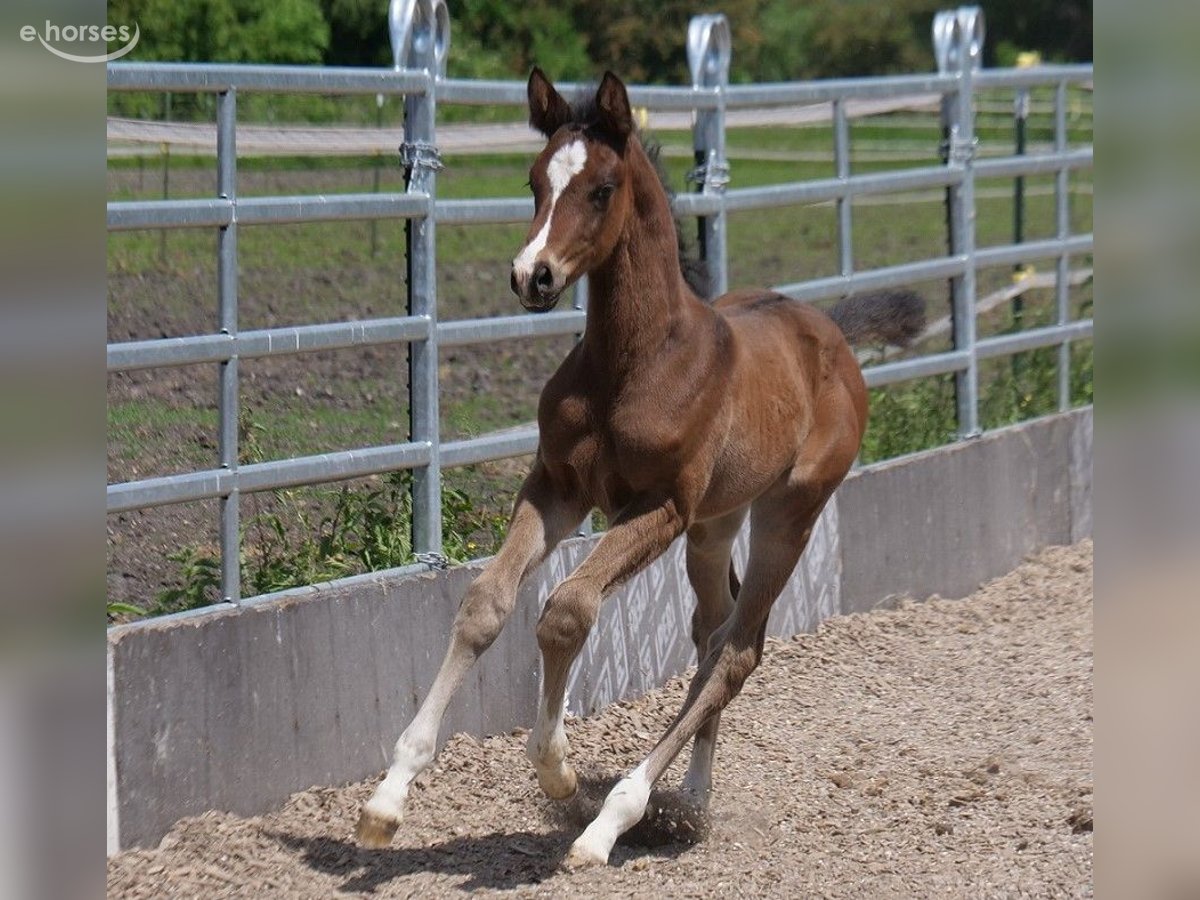 CHALLENGER Miniatur-Entwöhnungs-Esel/Pferd – 101,6 Cm Größe, Aus 640-Denier-Stoff, Lila, Für Fohlen