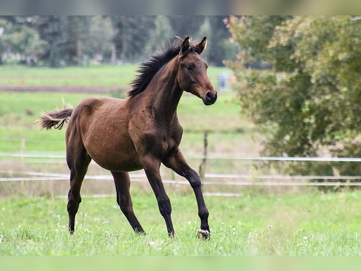 Trakehner Hengst Fohlen (03/2024) 170 cm Dunkelbrauner in Fehrbellin