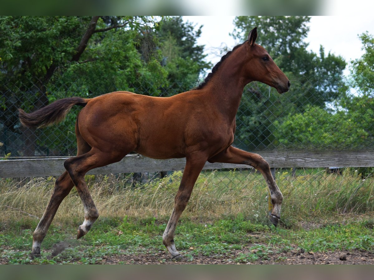 Trakehner, Hengst in Schenkendöbern