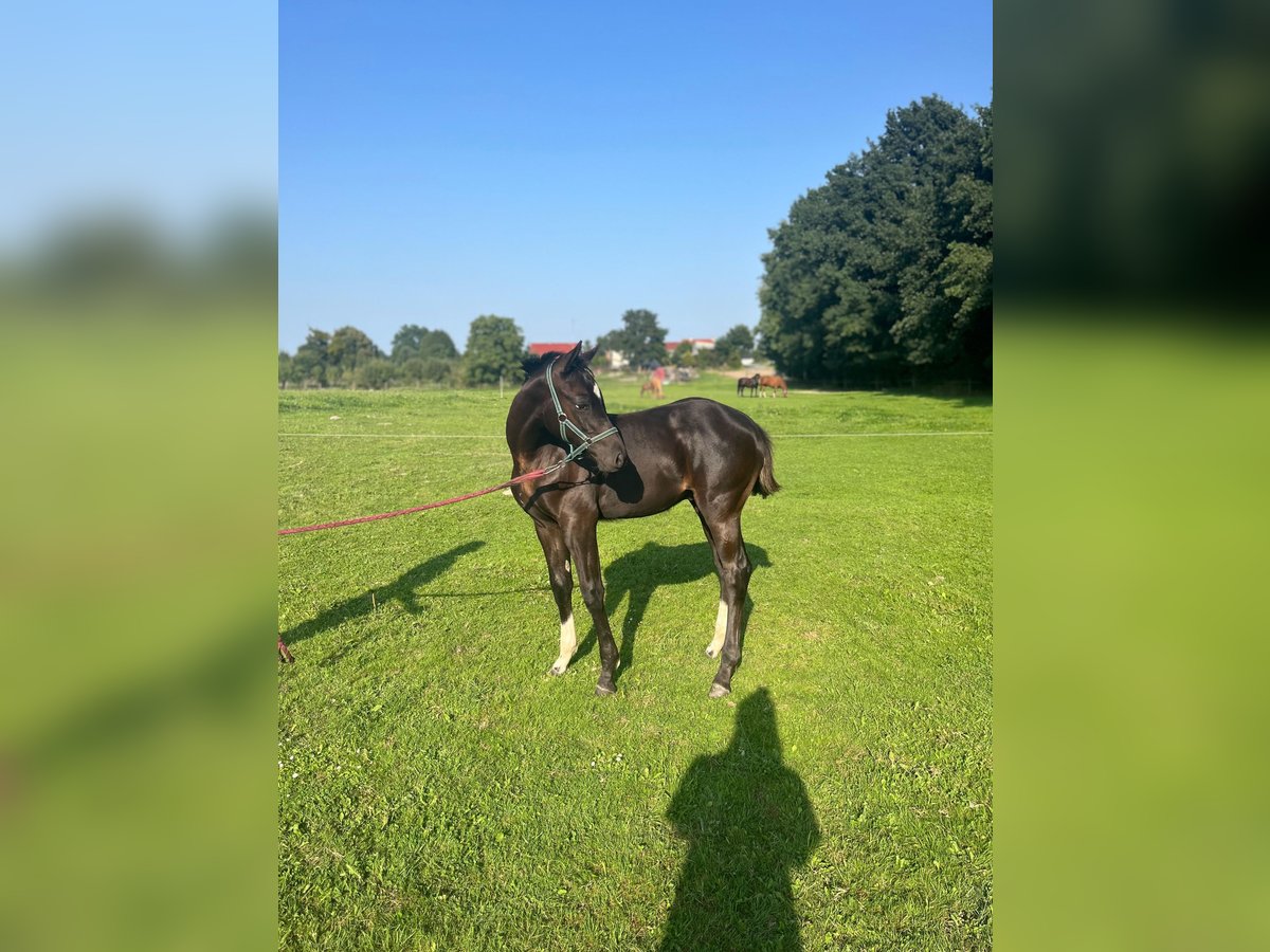 Trakehner Hengst Fohlen (03/2025) 170 cm Rappe in Poci&#x119;karb