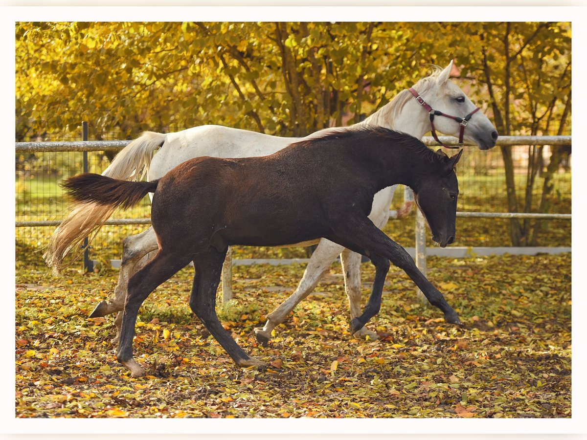 Trakehner Hengst Fohlen (05/2025) 170 cm Schimmel in Sz&#x105;bruk