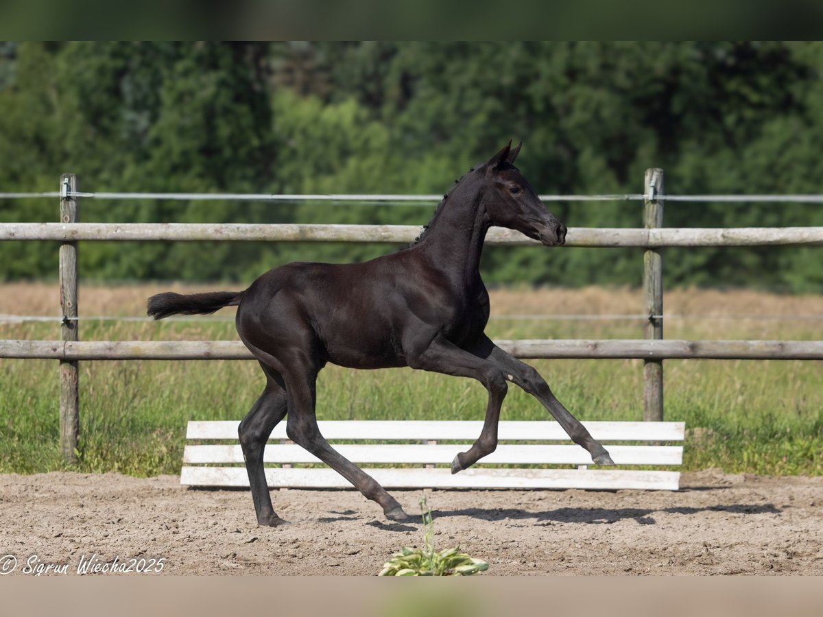 Trakehner Hengst  170 cm Schwarzbrauner in Oesterwurth