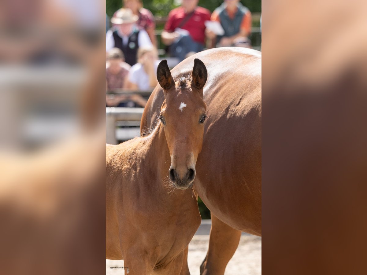 Trakehner, Hengst in Radegast