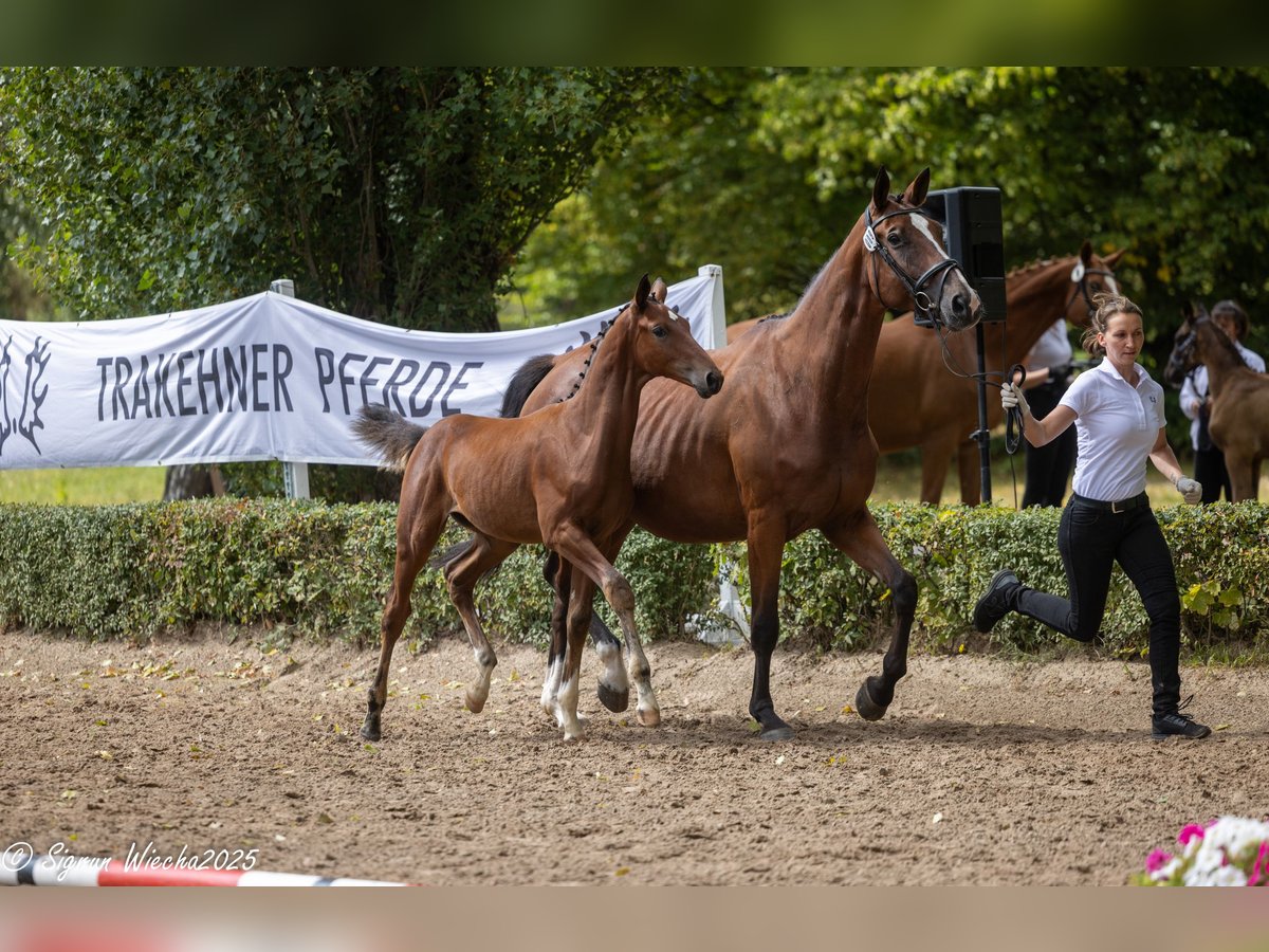 Trakehner Hengst Fohlen (05/2025) Brauner in Walsrode