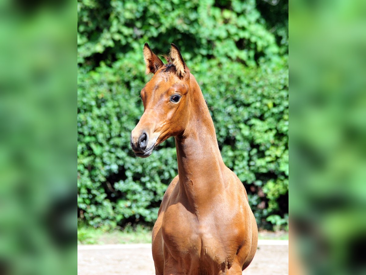 Trakehner Hengst Fohlen (06/2025) Brauner in Freren