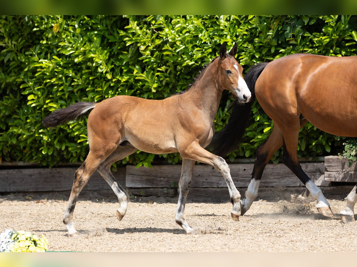 Trakehner Hengst  Brauner in Heiligenstedtenerkamp