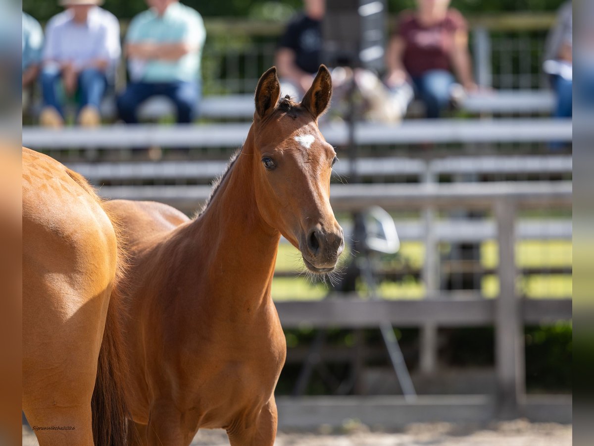 Trakehner, Hengst in Mockrehna