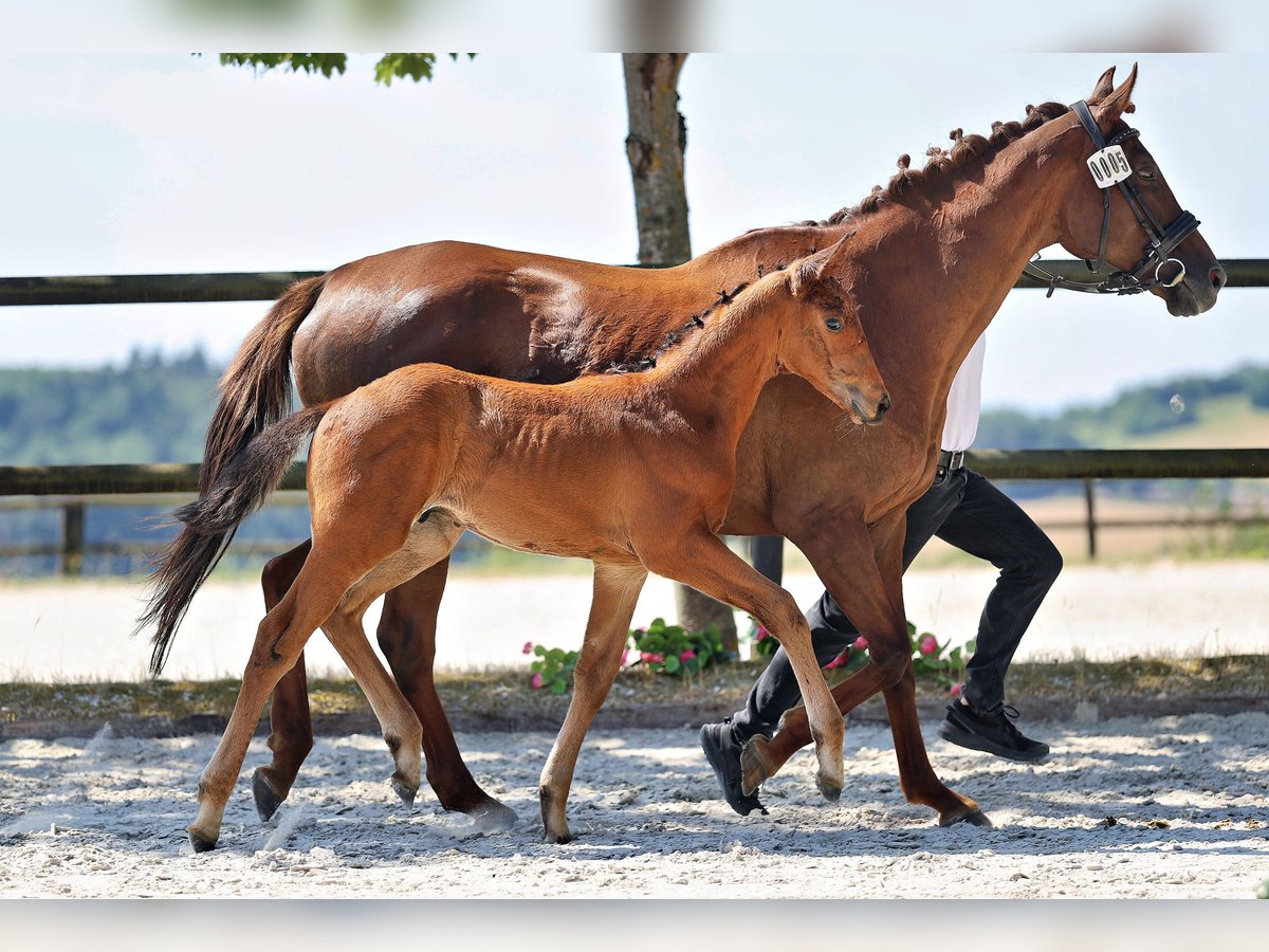 Trakehner, Hengst in Venningen