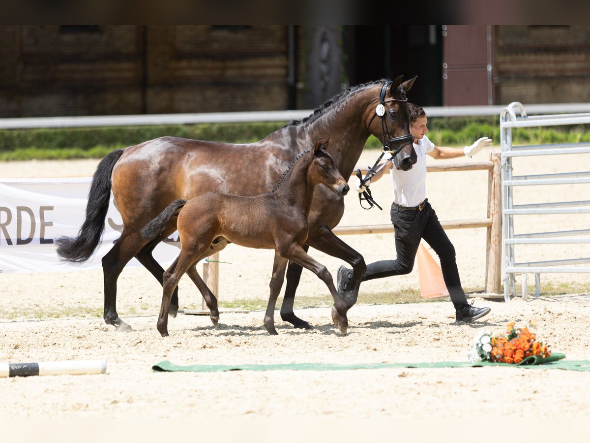 Trakehner Hengst Fohlen (01/2025) in Ennepetal