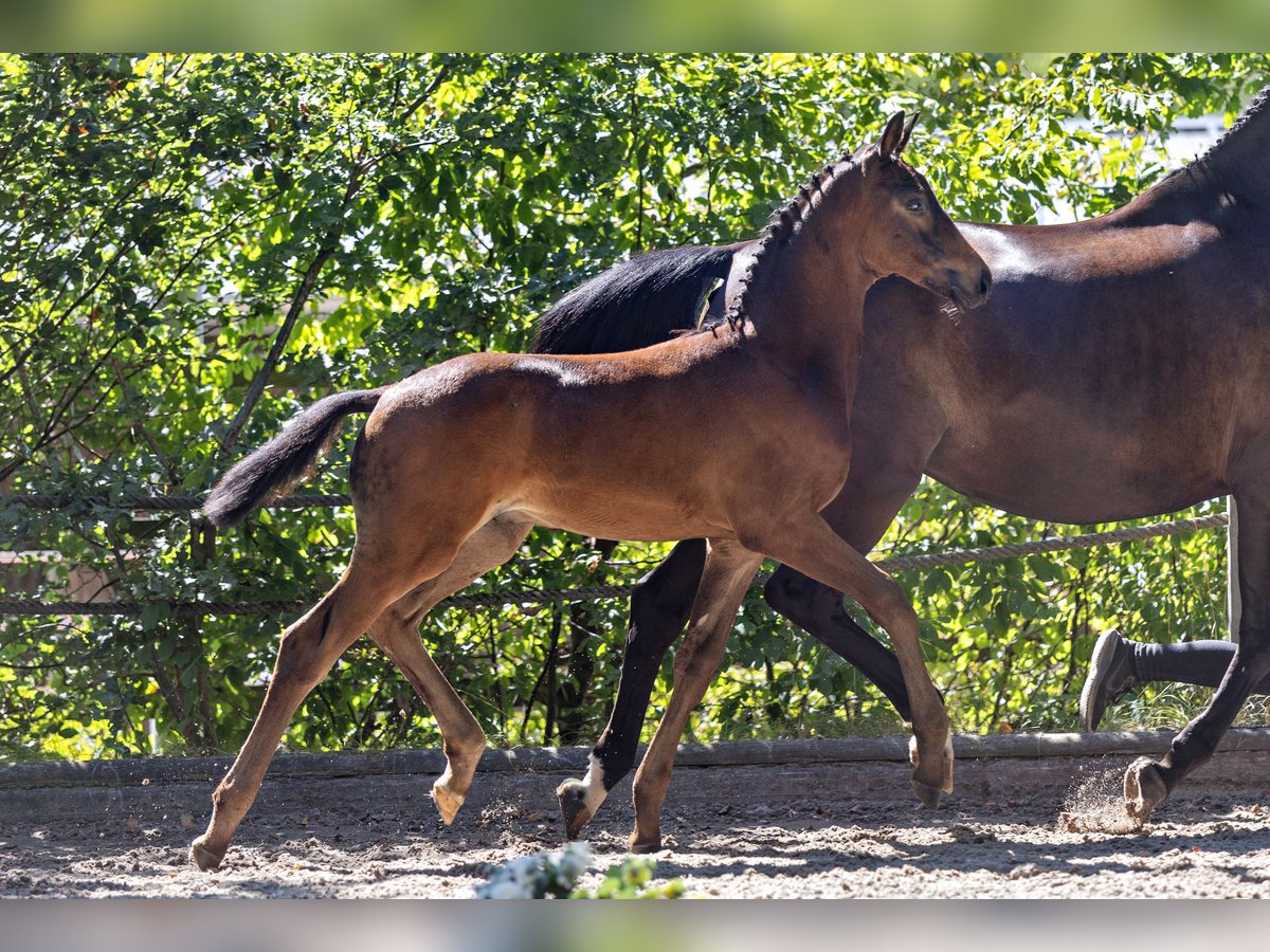 Trakehner, Hengst in Xanten