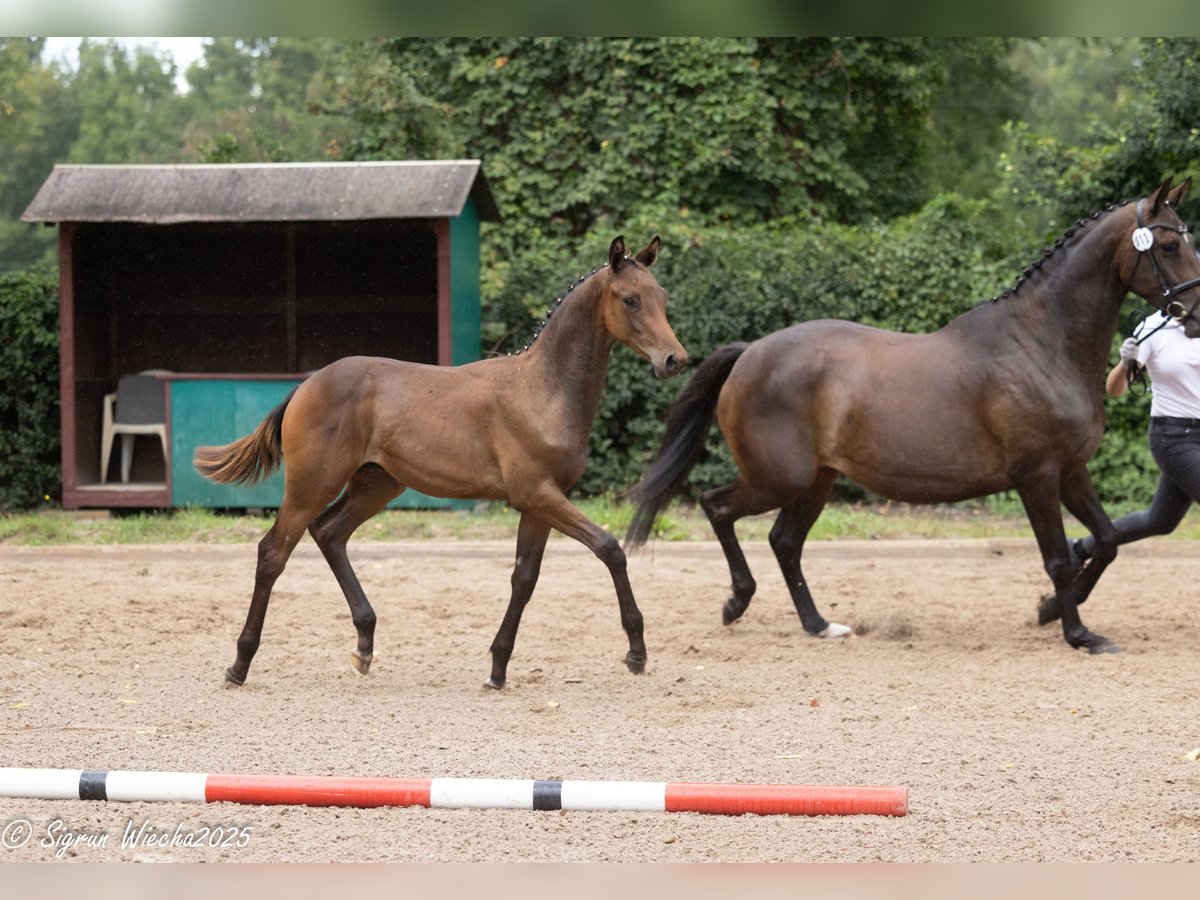 Trakehner Hengst Fohlen (03/2025) Dunkelbrauner in Harsefeld