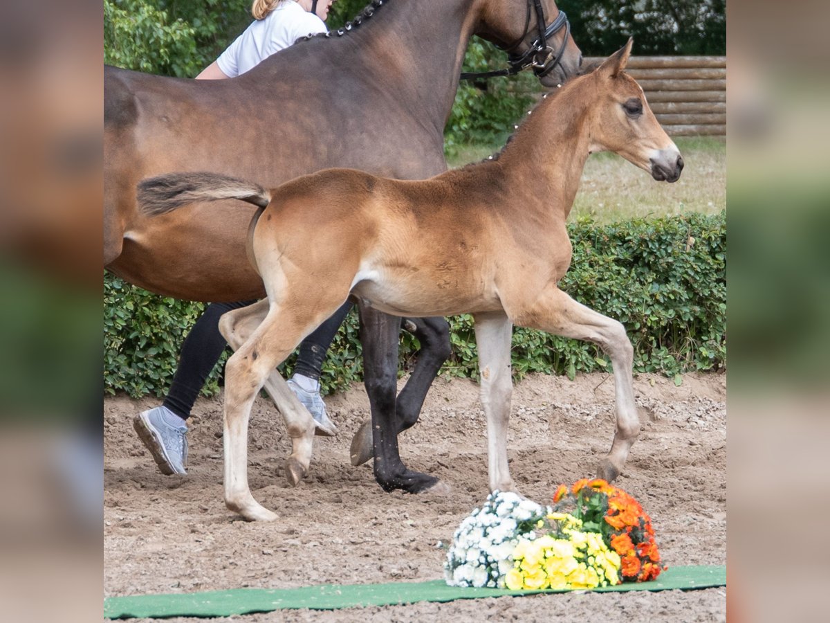 Trakehner Hengst  Dunkelbrauner in Kneitlingen - Eilum