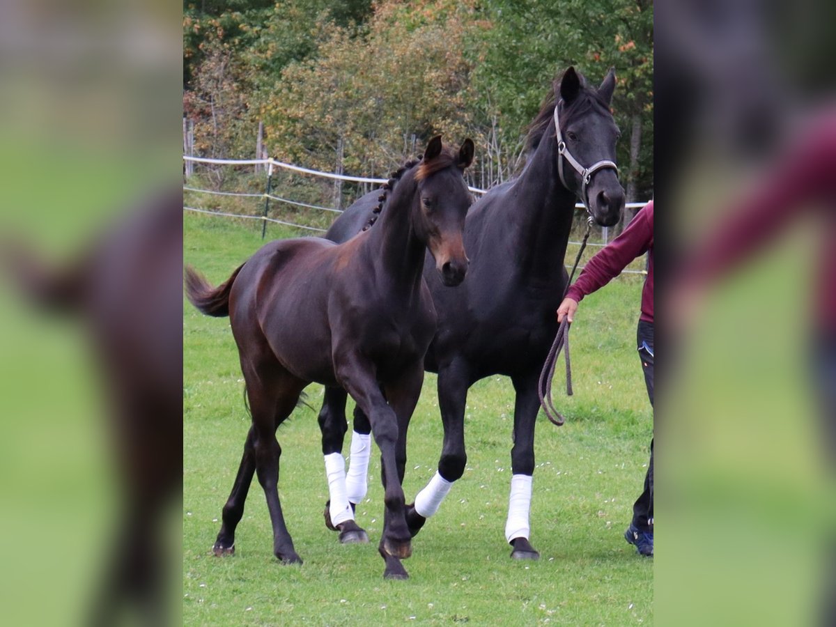 Trakehner, Hengst in Marktoberdorf
