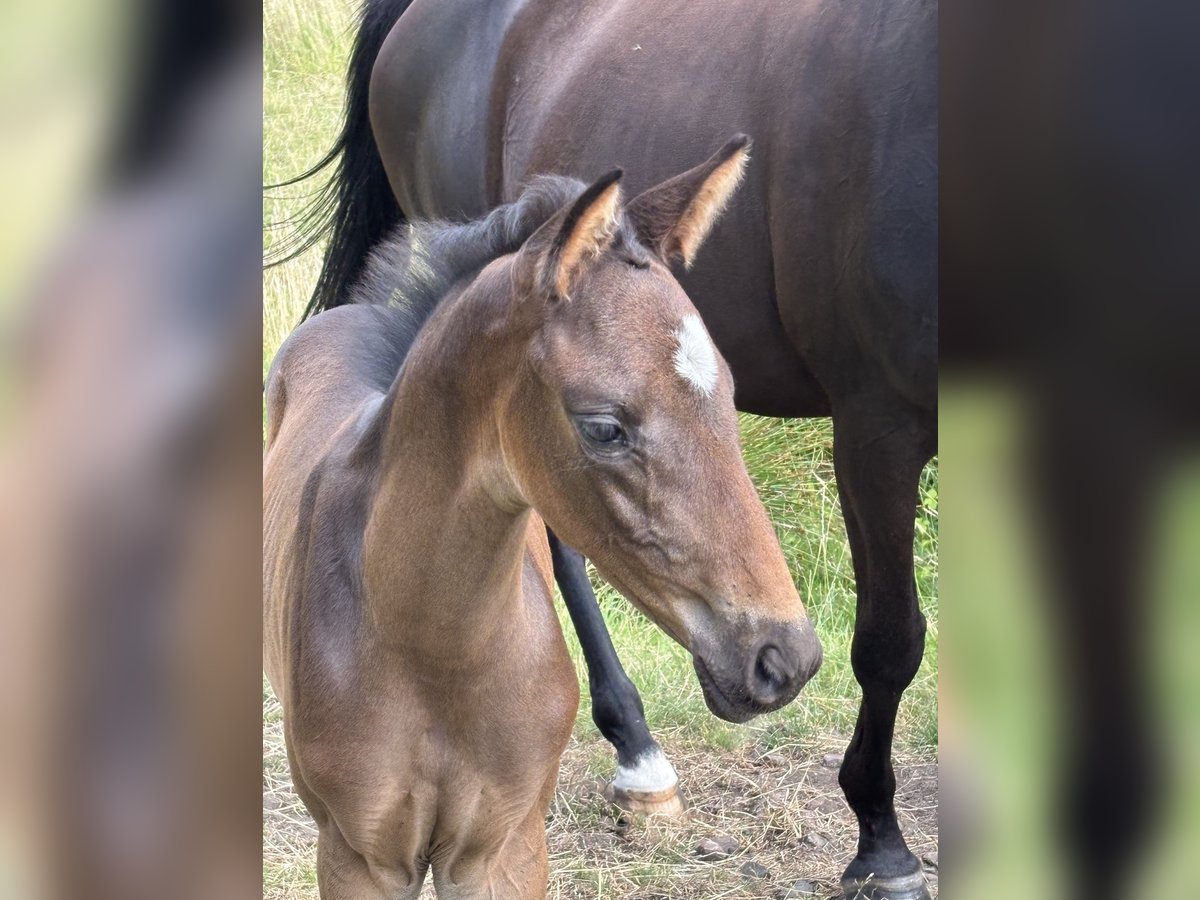 Trakehner Hengst  Dunkelbrauner in Grabow