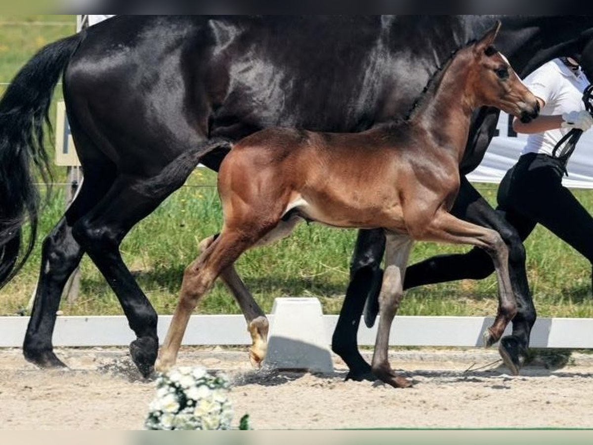 Trakehner Hengst  Dunkelbrauner in Herbstein