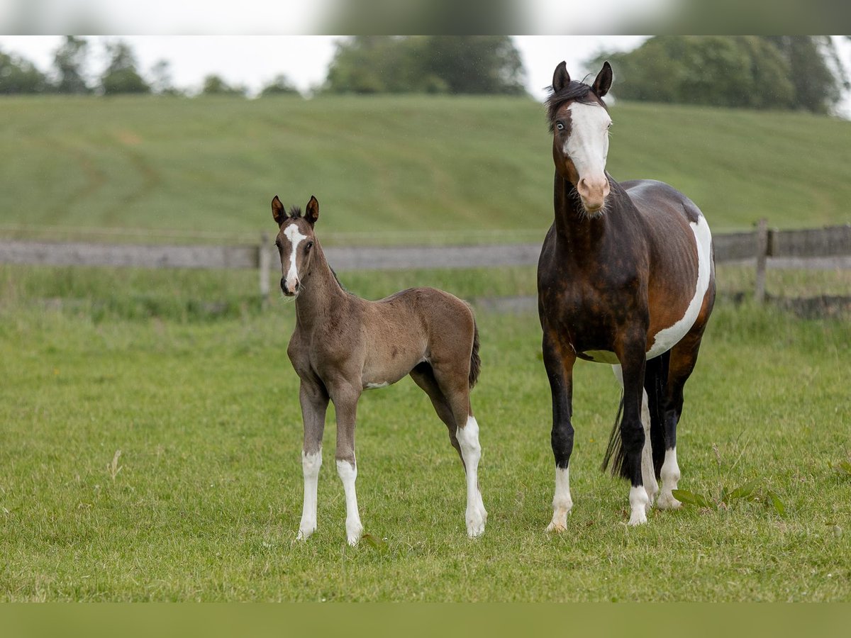 Trakehner Hengst Fohlen (05/2024) Dunkelbrauner in Wiesbaum