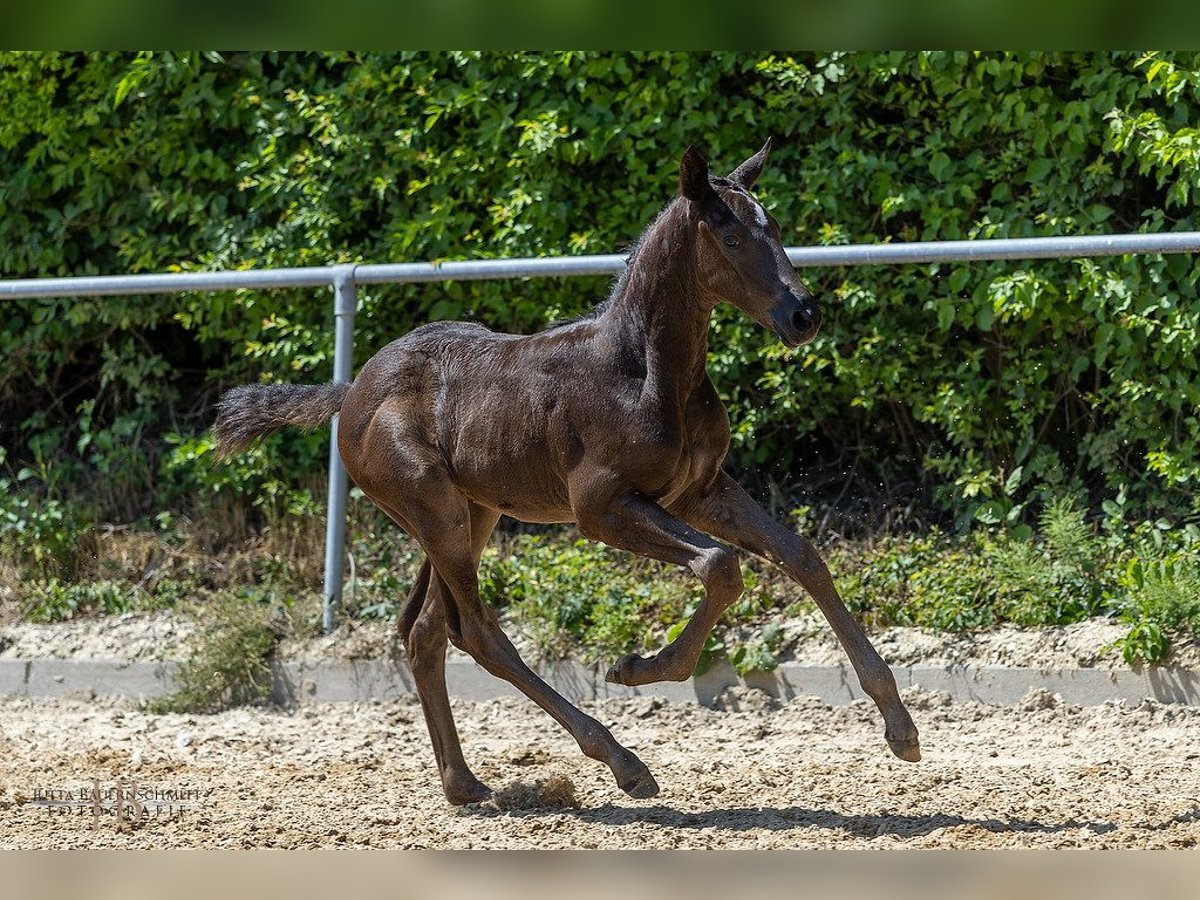 Trakehner Hengst Fohlen (05/2025) Dunkelbrauner in Aub