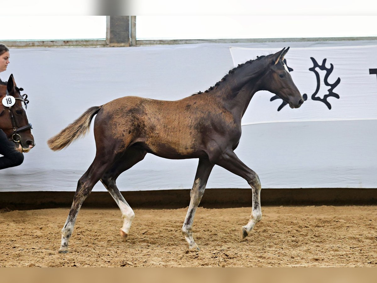 Trakehner Hengst Fohlen (04/2025) Dunkelfuchs in Elzach