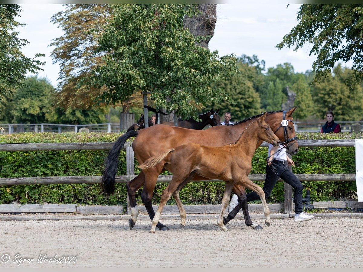 Trakehner Hengst Fohlen (05/2025) Dunkelfuchs in Kreischa
