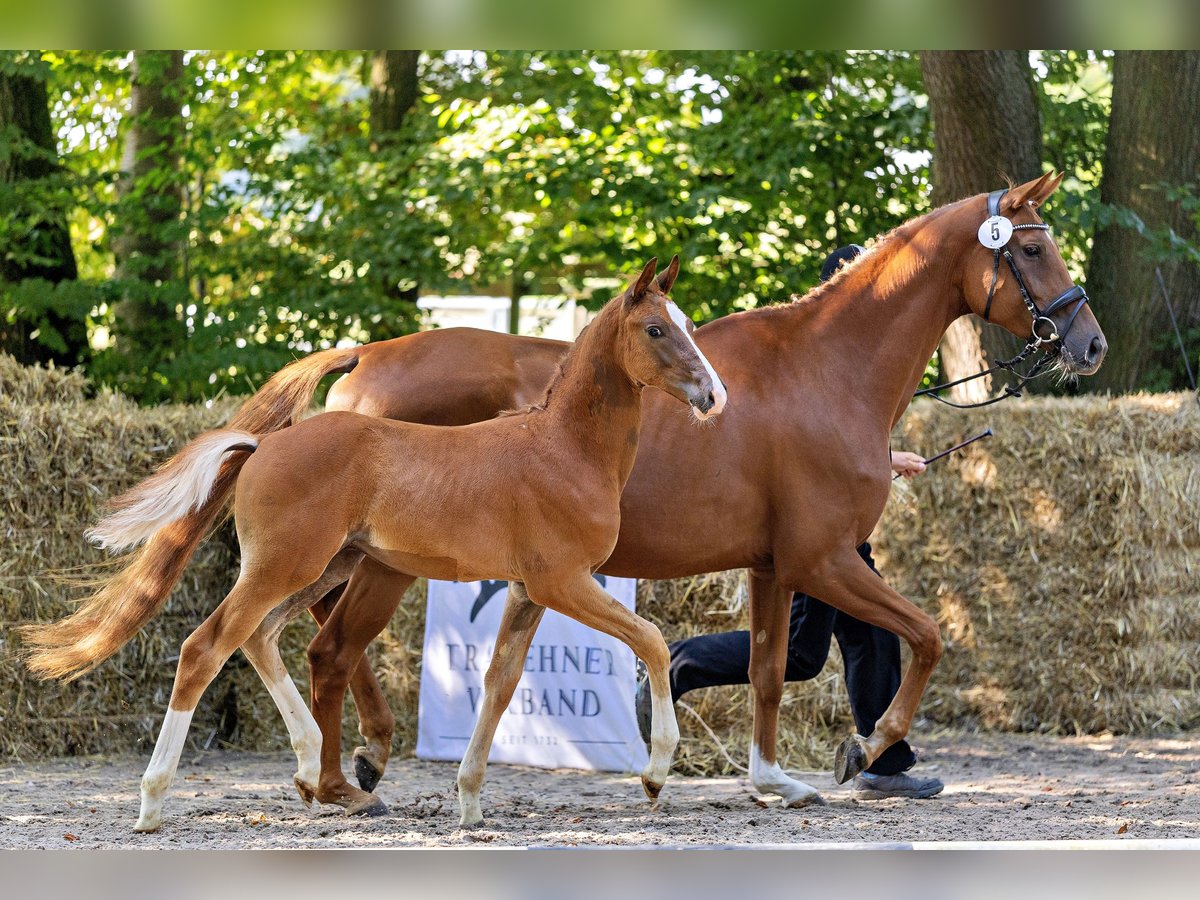 Trakehner Hengst Fohlen (05/2025) Fuchs in Liederbach am Taunus
