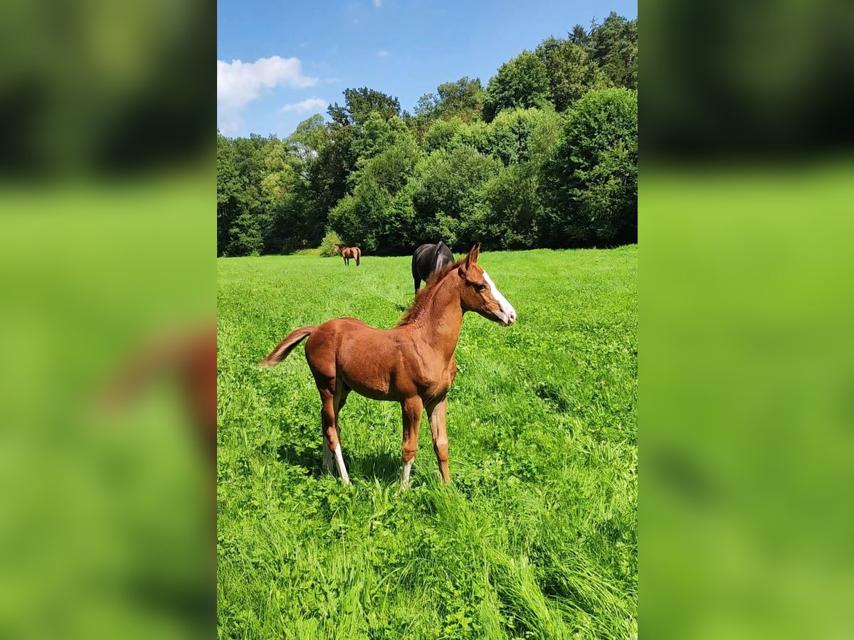 Trakehner Hengst Fohlen (05/2024) Fuchs in . Mainleus