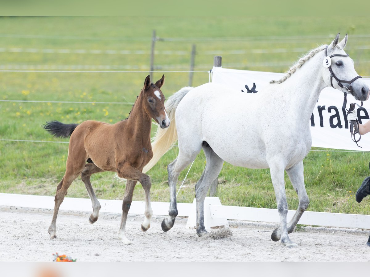 Trakehner Hengst Fohlen (04/2025) Kann Schimmel werden in Gladenbach
